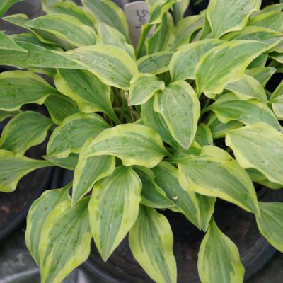 Hosta 'Surprised by Joy'